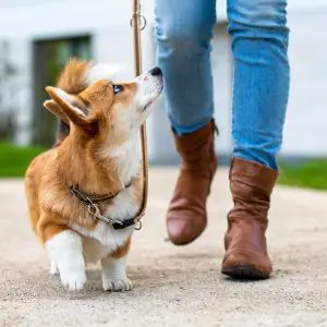 corgi sétál