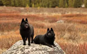 schipperke