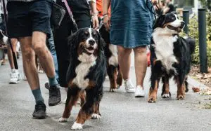 berni pásztorkutya falkaséta a dogz fesztiválon