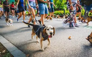 beagle falkaséta a DOGZ Fesztiválon