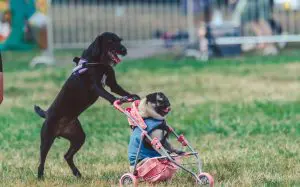 dogz fesztiválon egy kutya tol egy másikat egy babakocsiban