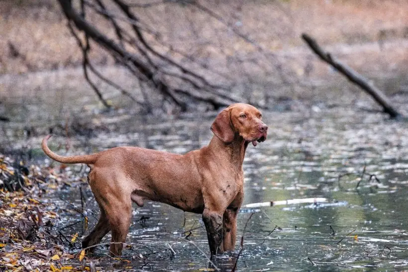 Magyar vizsla áll a vízben