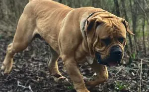 boerboel a Frearless Boerboel Kennelből az erdőben sétál