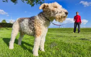 drótszőrű foxterrier pórázon