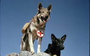 Rin Tin Tin