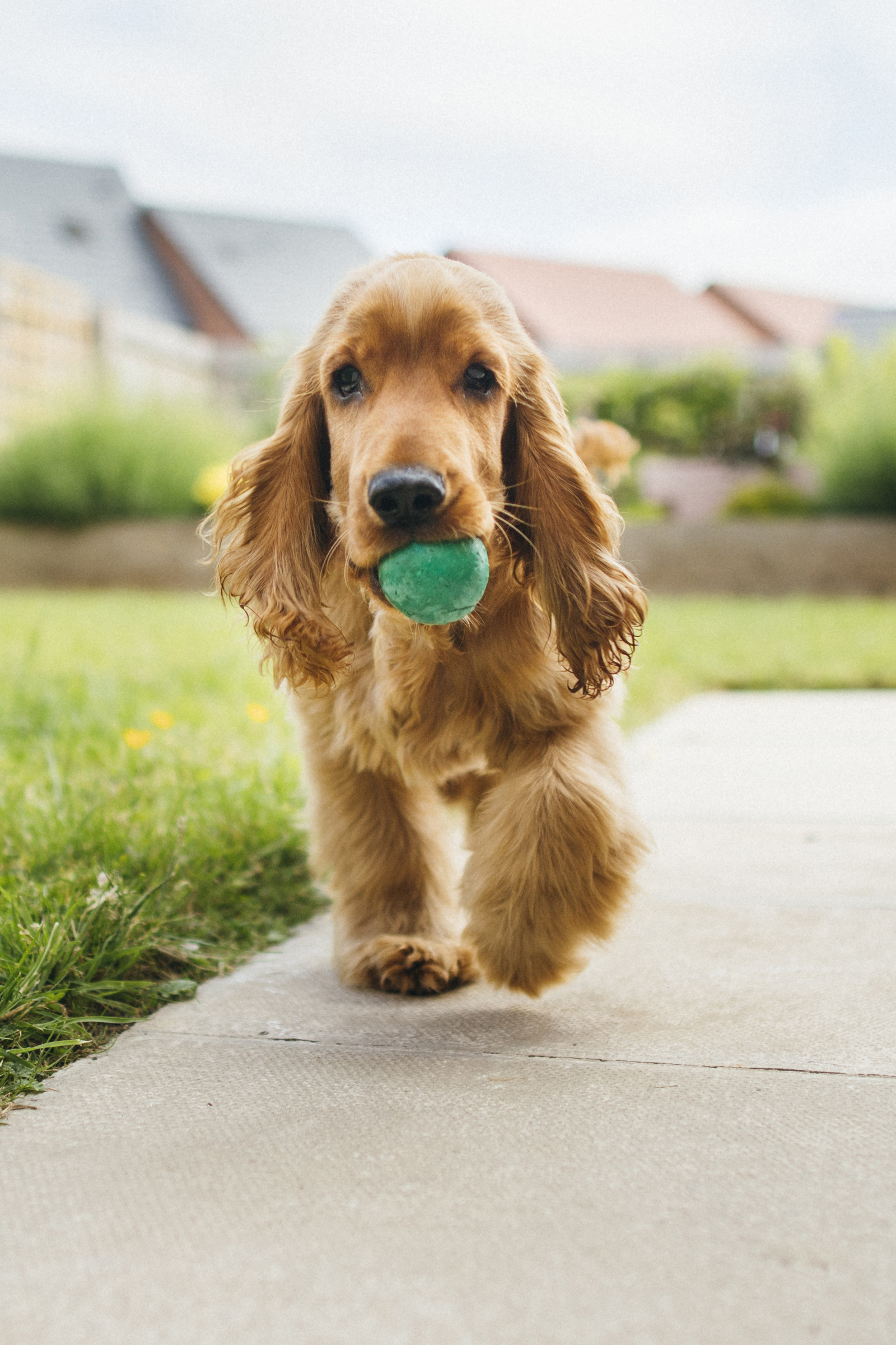 English Cocker Spaniel breed: the lop-eared love package - Love my dogz