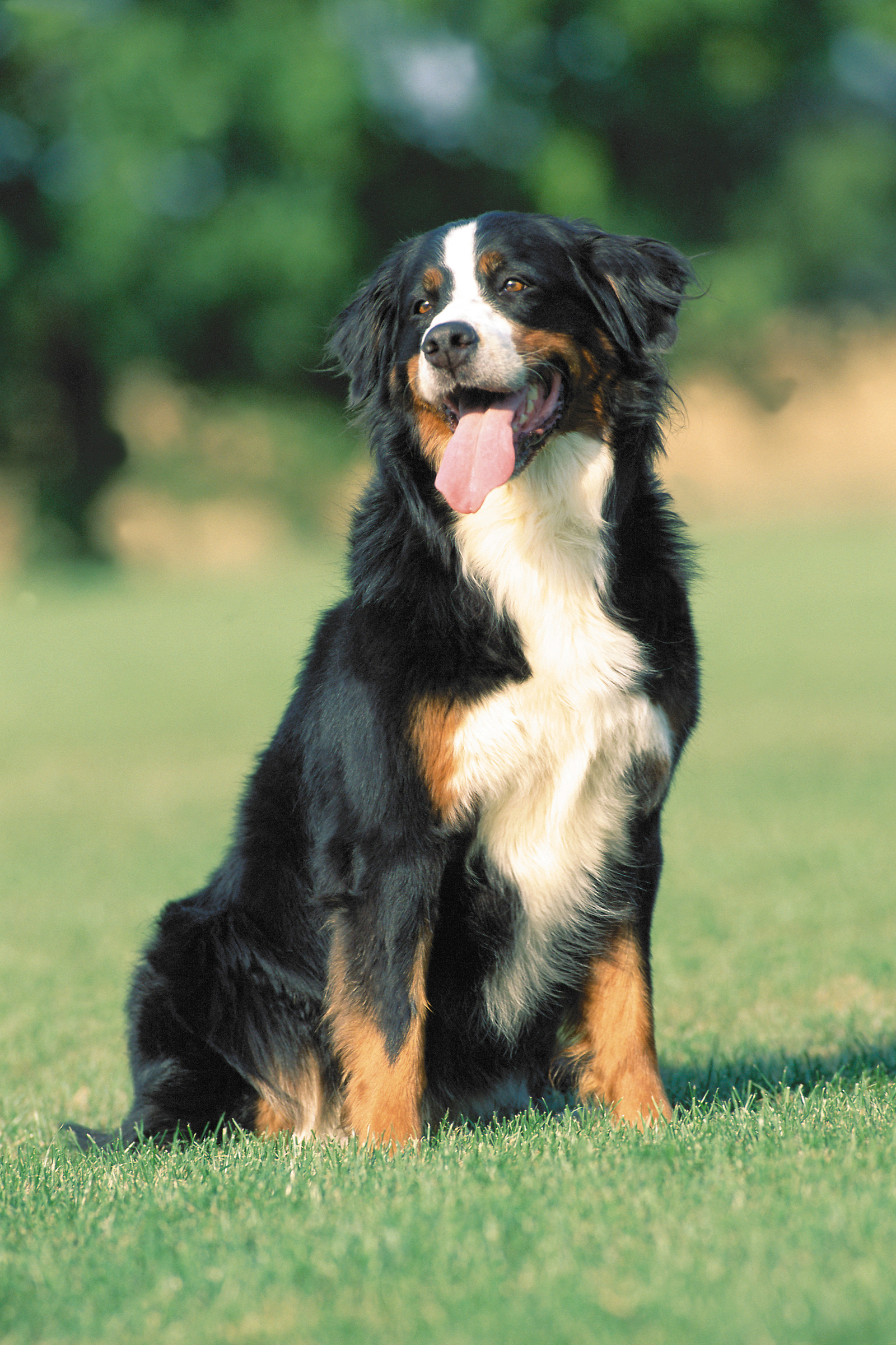 Degrasso bernese 2024 mountain dogs