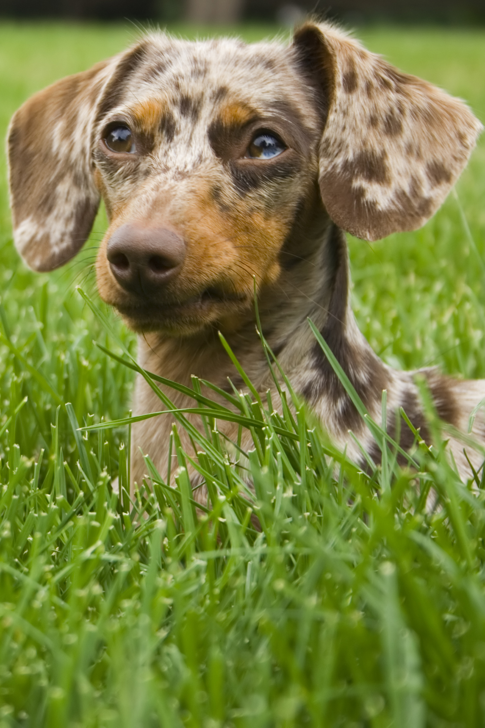 Mottled best sale miniature dachshund