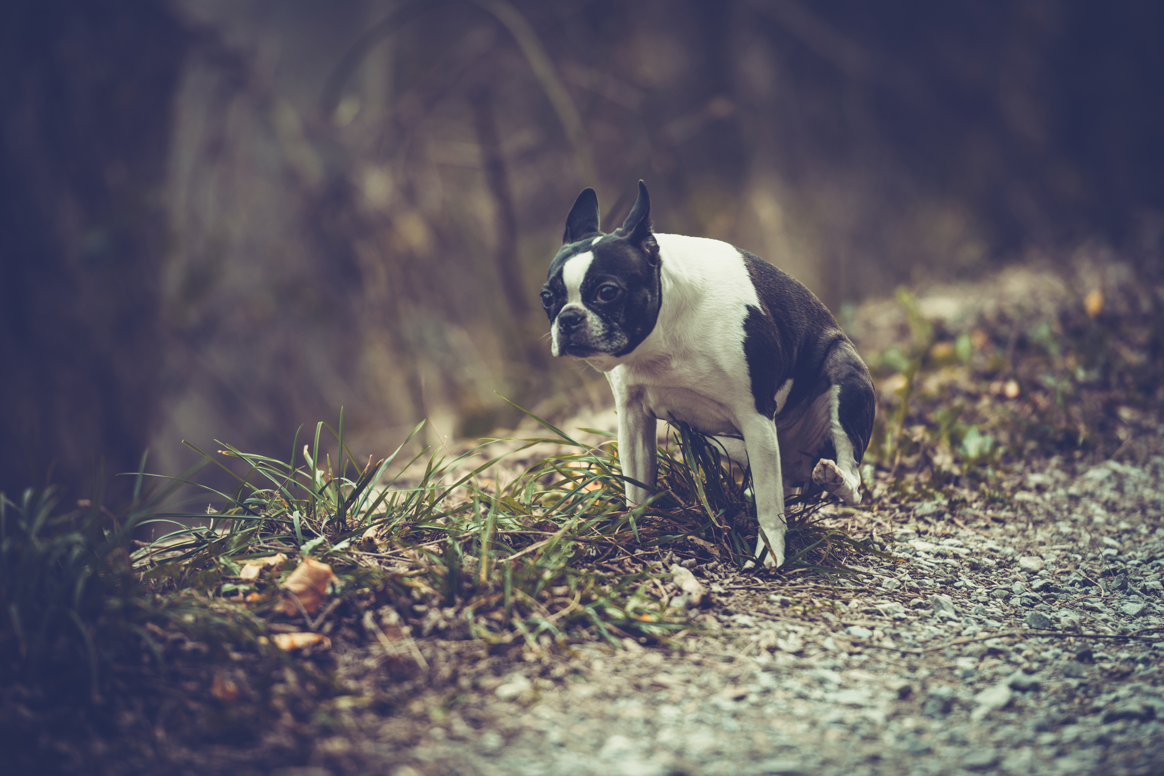 What Causes Bloody Stools In Older Dogs