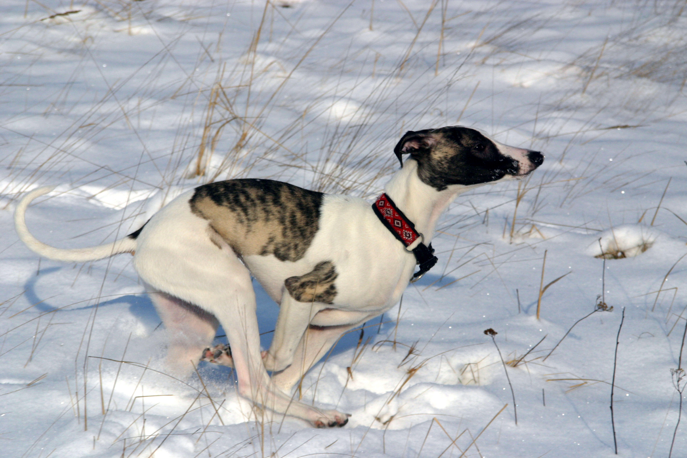 Whippet Fajtaleiras Szelid Mint A Barany De Nyilkent Suhan A Palyan Az En Kutyam