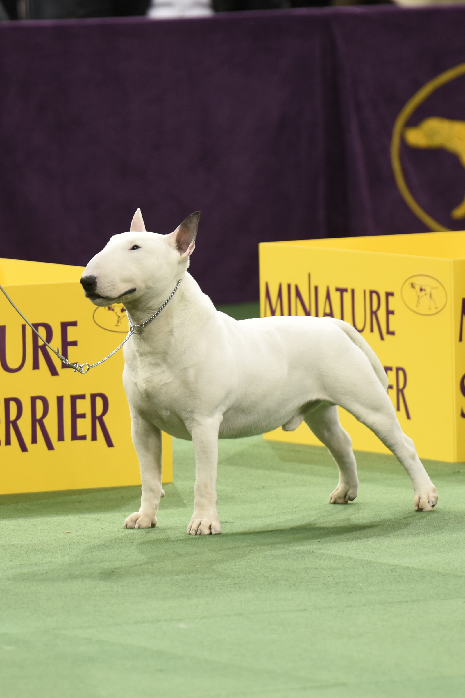 Bullterrier Fajtaleiras Egy Kedves Gyermek Kutyaborben Az En Kutyam