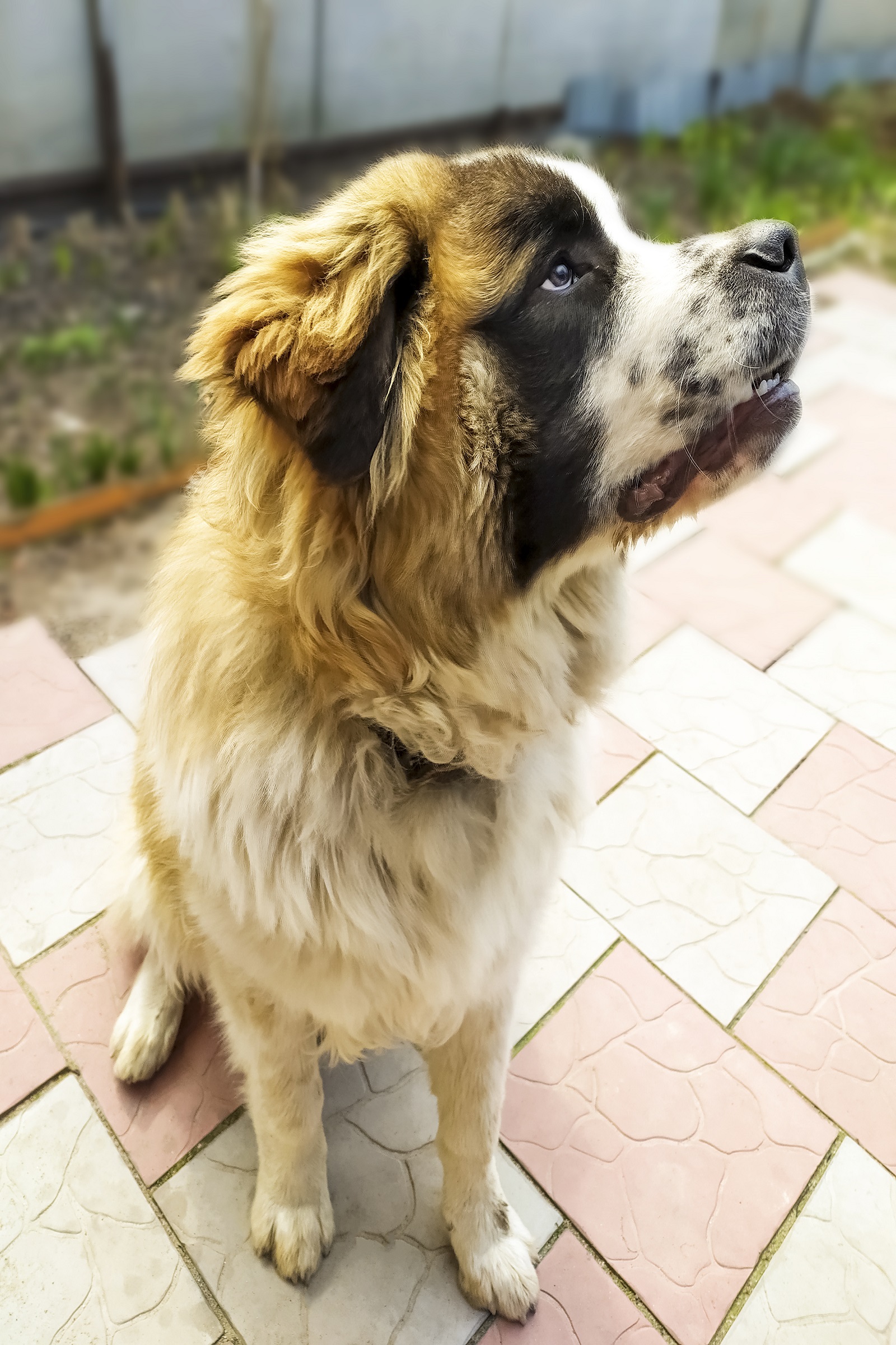 Moscow watchdog best sale guard dogs