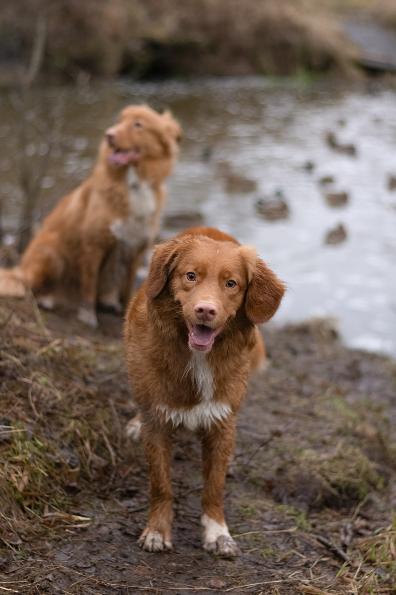 AMS Retriever Made In USA Kategória Vadász And Halászat