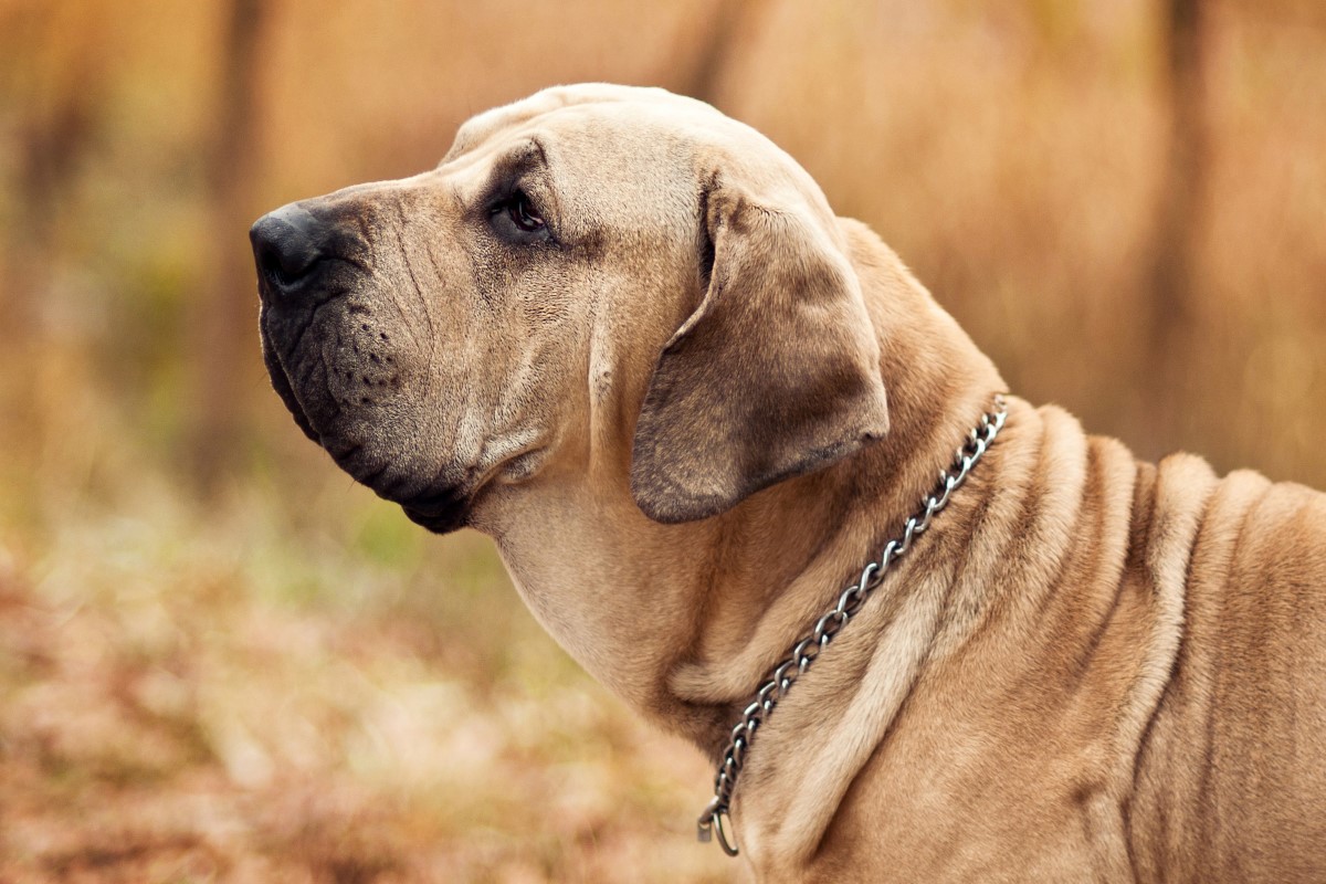 Fila Brasileiro - The best guard dog in the world!: Todos os