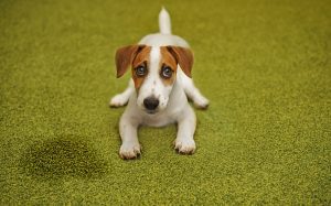 jack russell terrier kölyök a szőnyegre pisilt