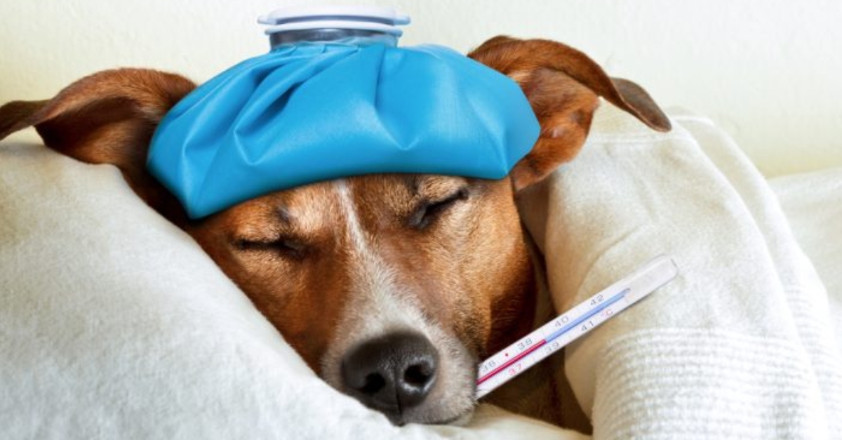 How do you know if your dog has a fever? 9 signs that tell you