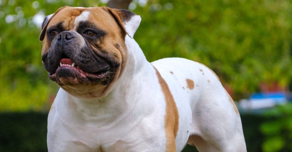 Biggest breed of bulldog best sale