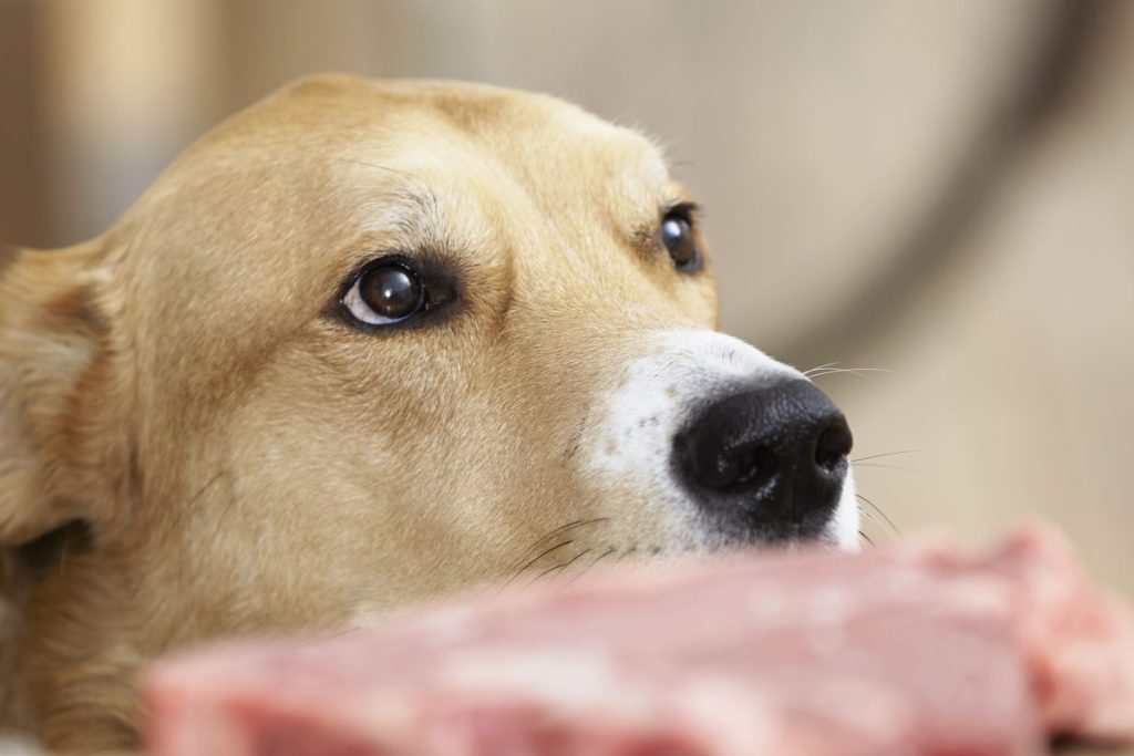 Can you give raw meat to your dog We asked a vet