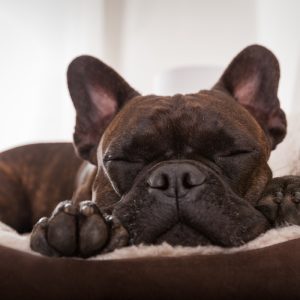francia bulldog alszik