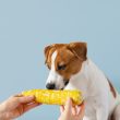 kutya kukoricát szagolgat