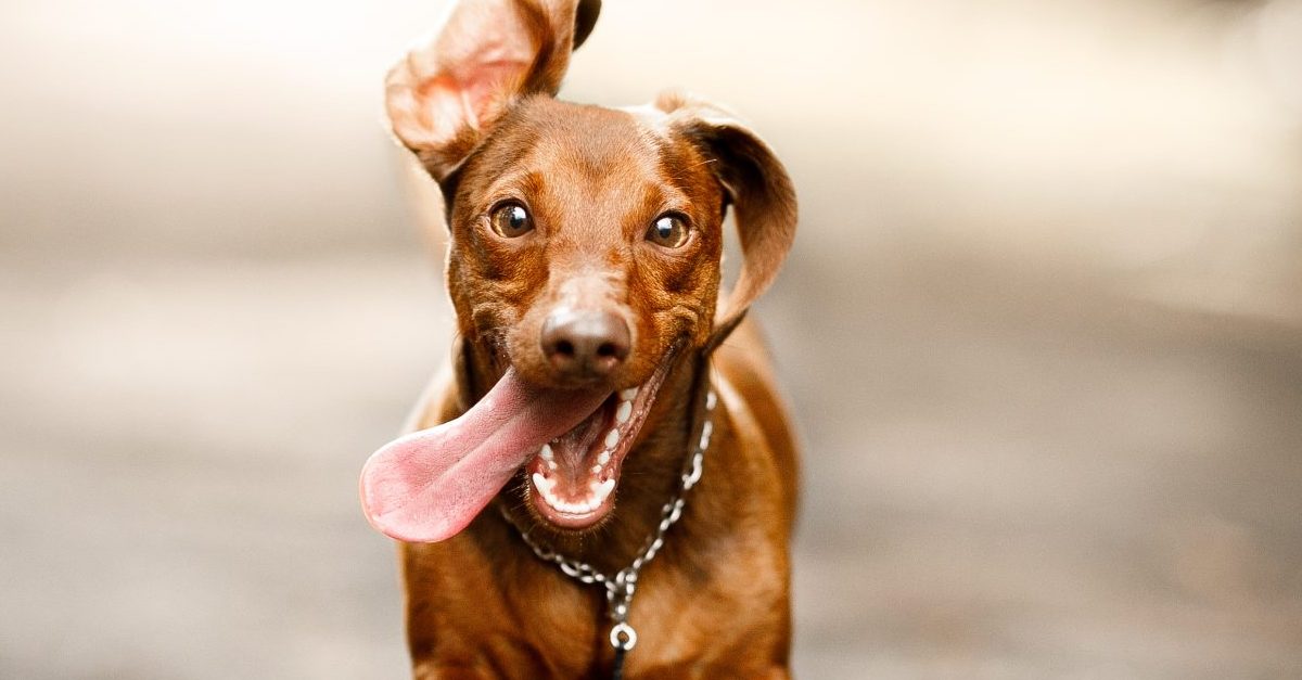 Rainbow Bridge is where you can see your deceased pet again.