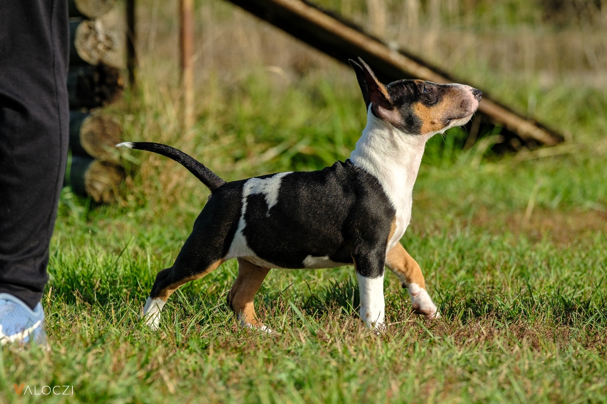 Miniatűr bullterrier