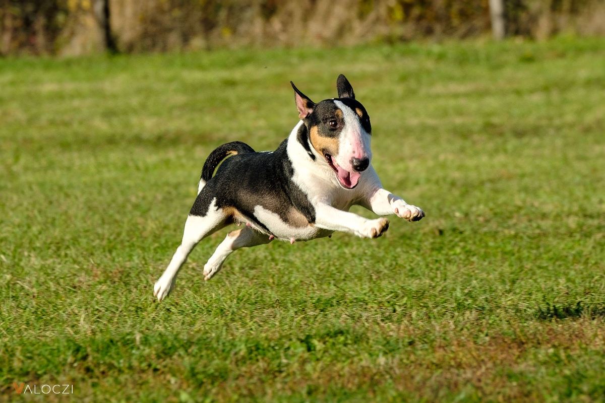 Miniatűr bullterrier