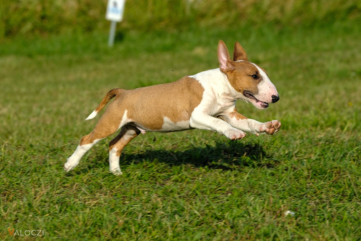 Miniatűr bullterrier