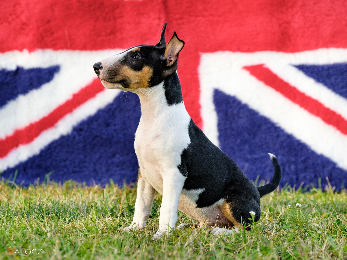 Miniatűr bullterrier