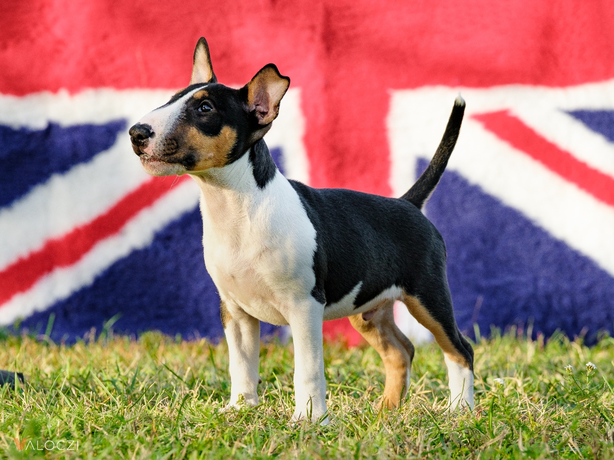 Miniatűr bullterrier