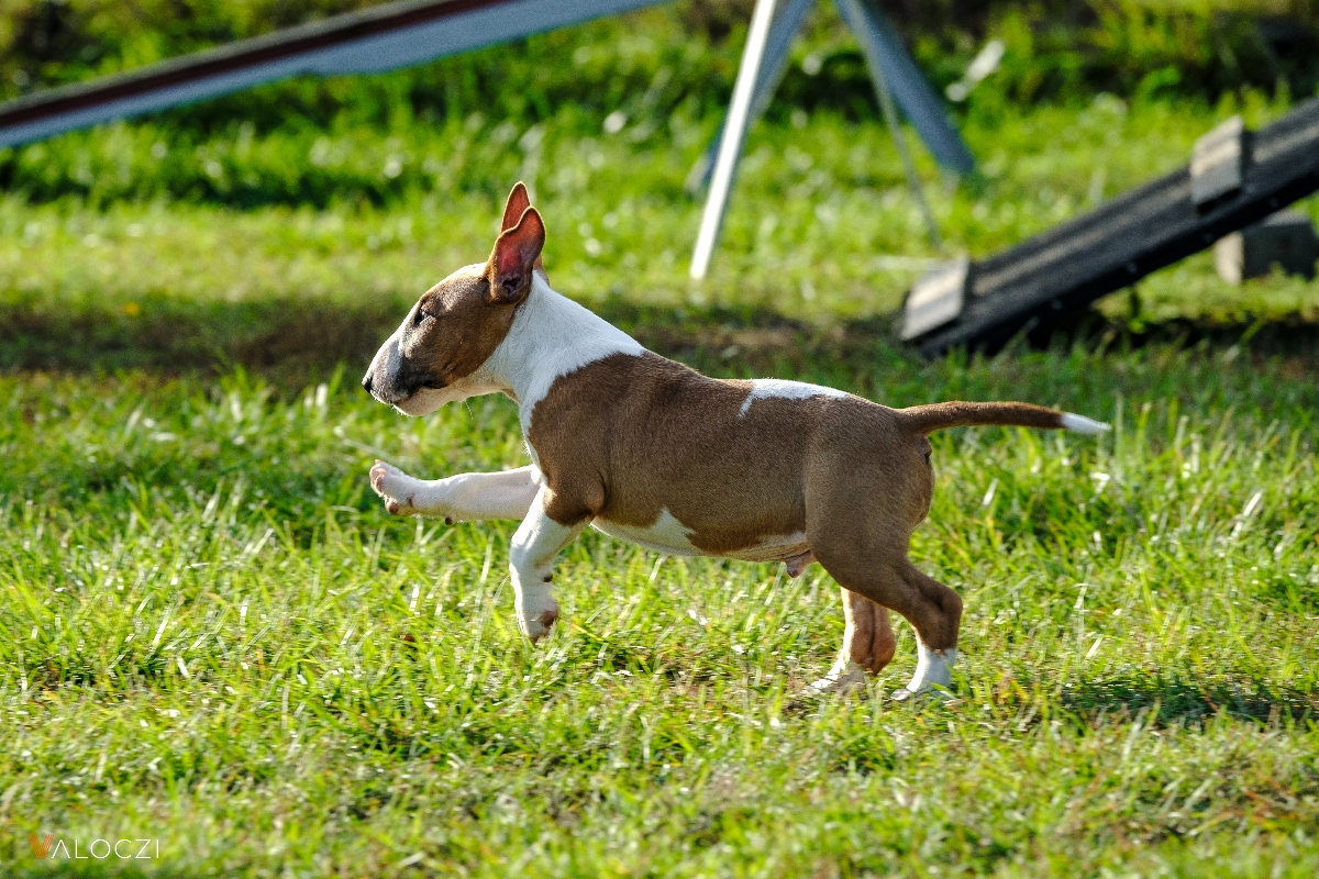 Miniatűr bullterrier