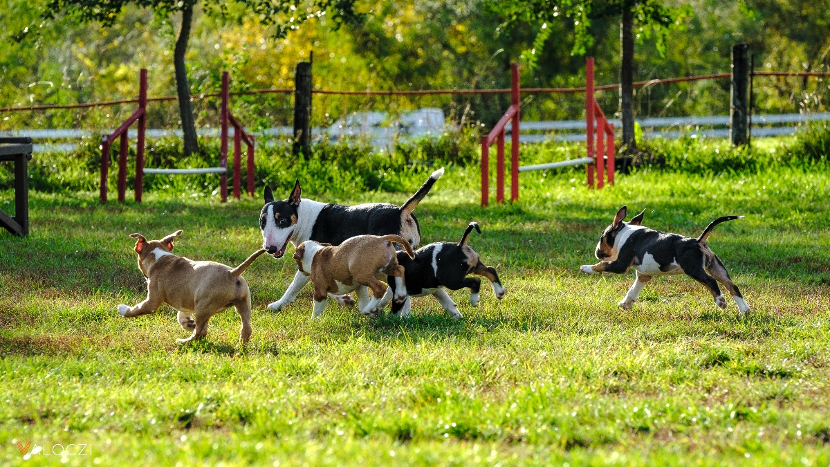 Miniatűr bullterrier