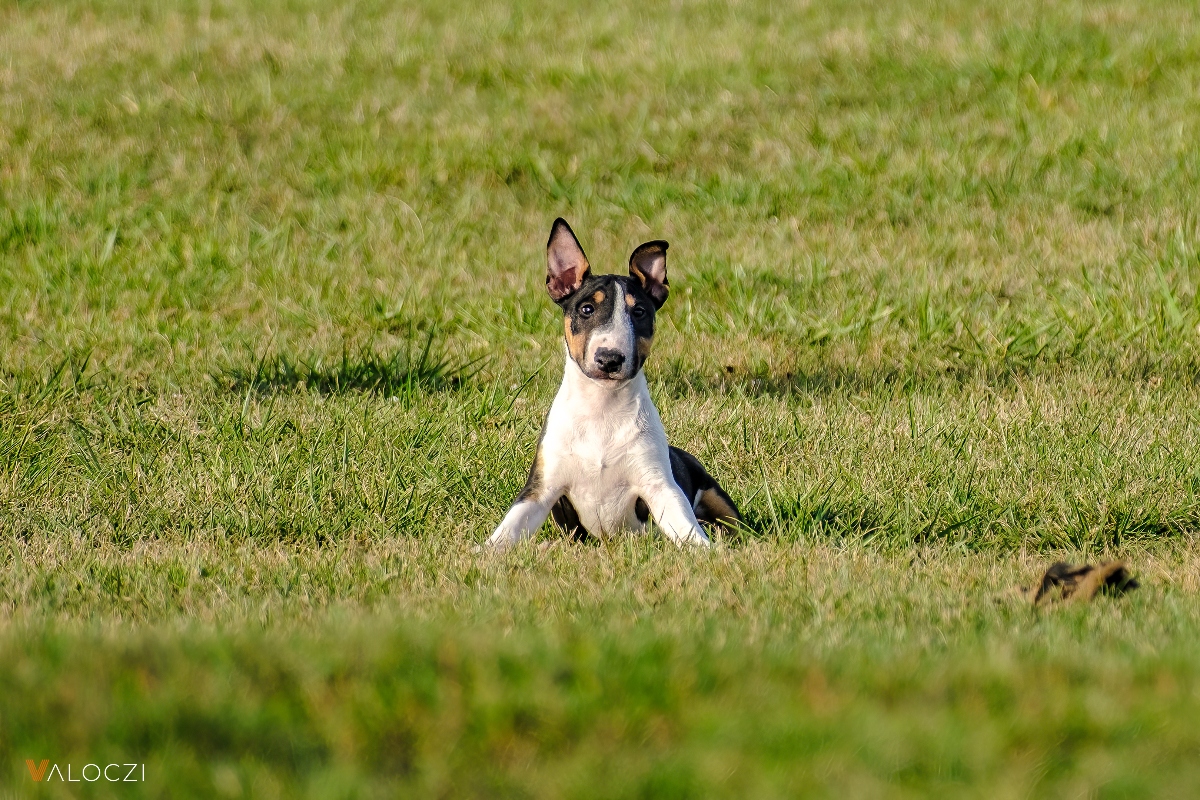 Miniatűr bullterrier