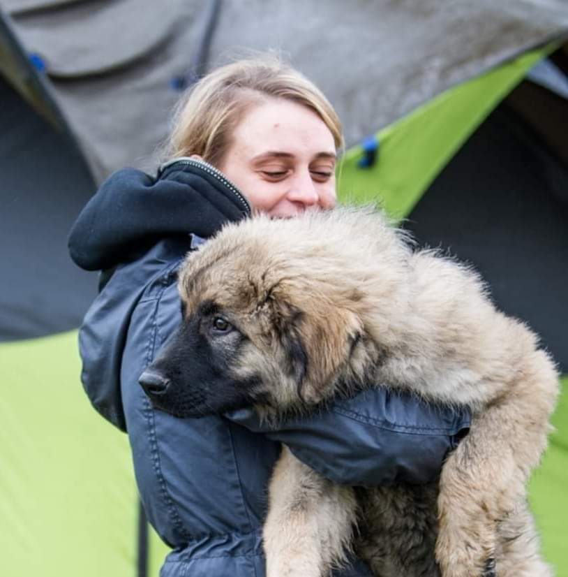 Sarplaninac / Fotó: Varga's Bull Kennel