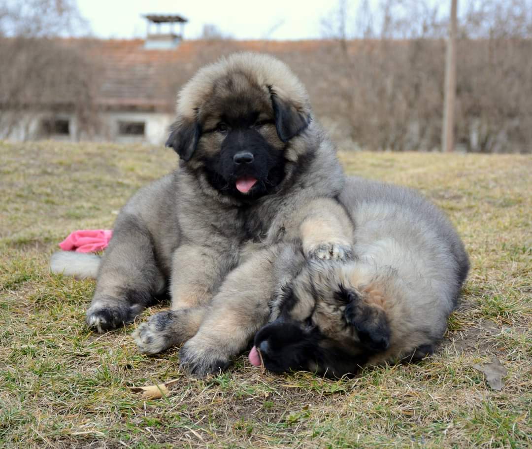 Sarplaninac / Fotó: Varga's Bull Kennel