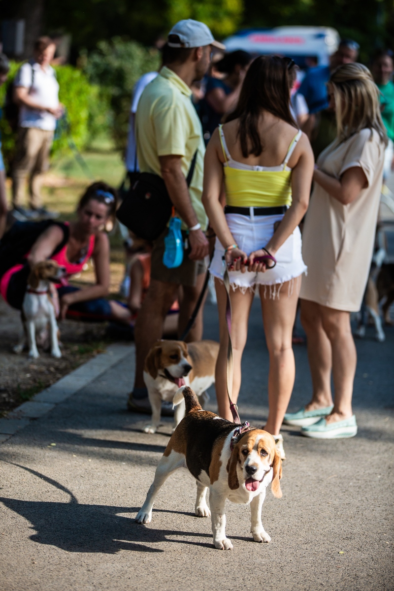 beagle falkaséta a dogz fesztiválon