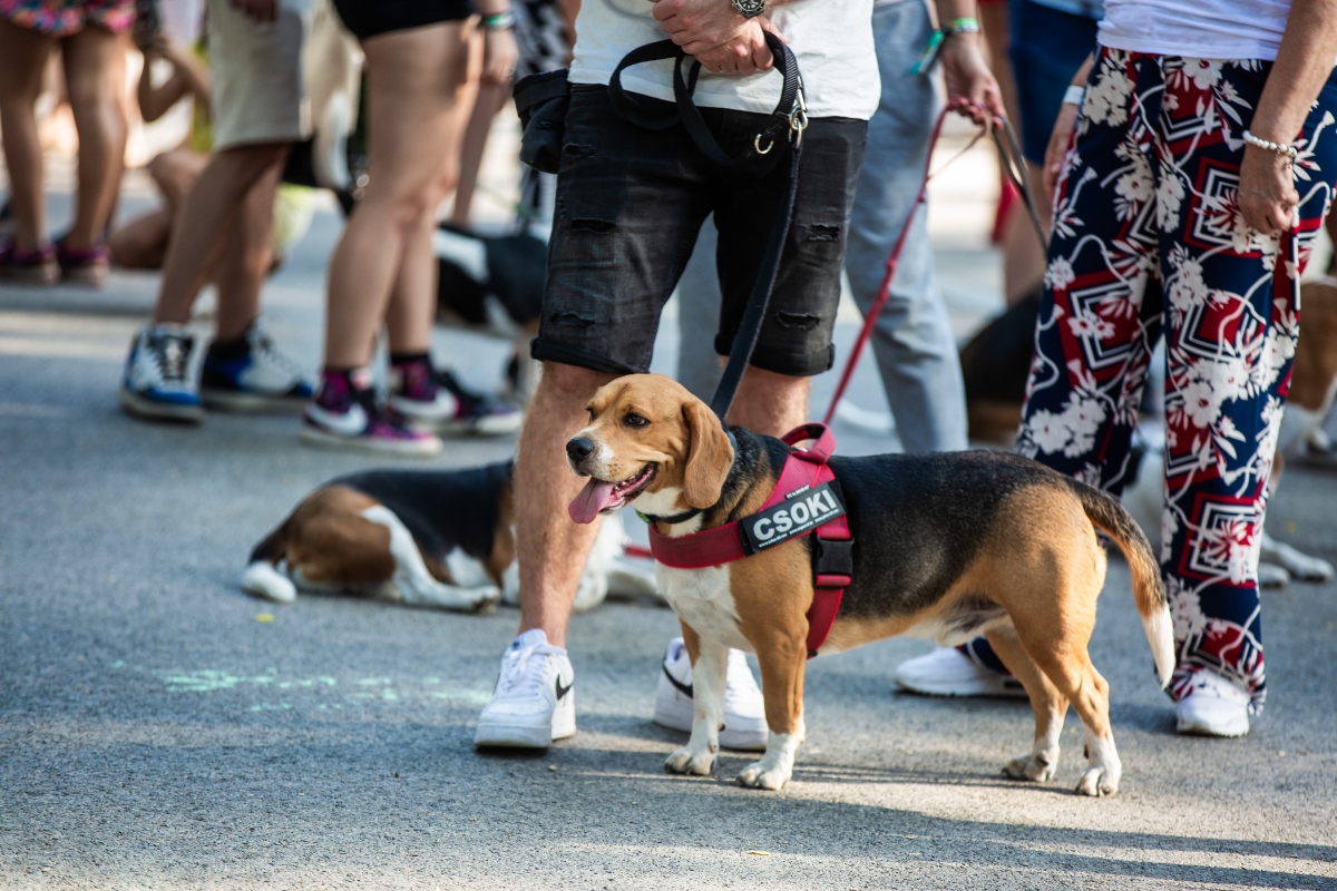 beagle falkaséta a dogz fesztiválon