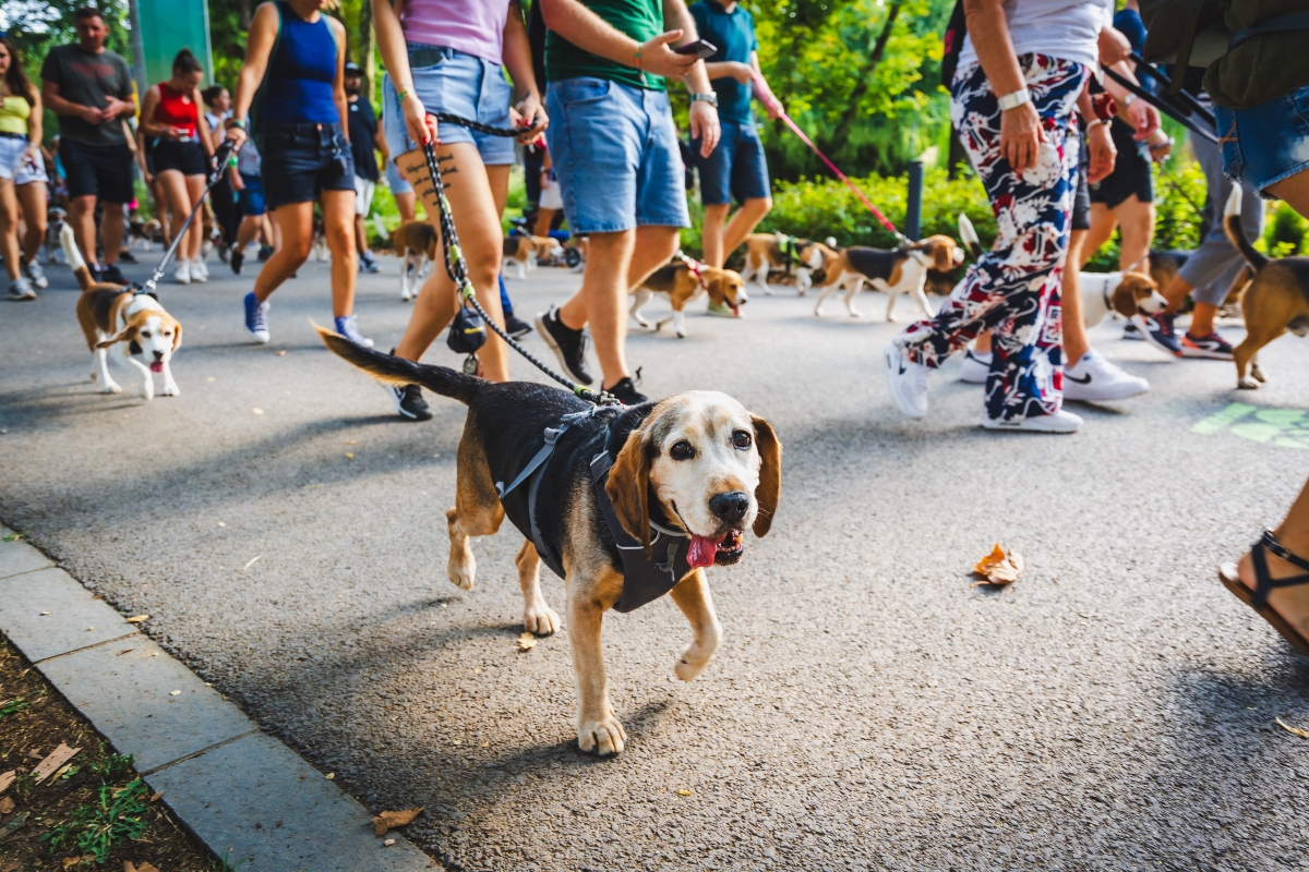 beagle falkaséta a dogz fesztiválon