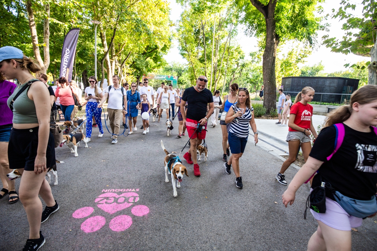 beagle falkaséta a dogz fesztiválon