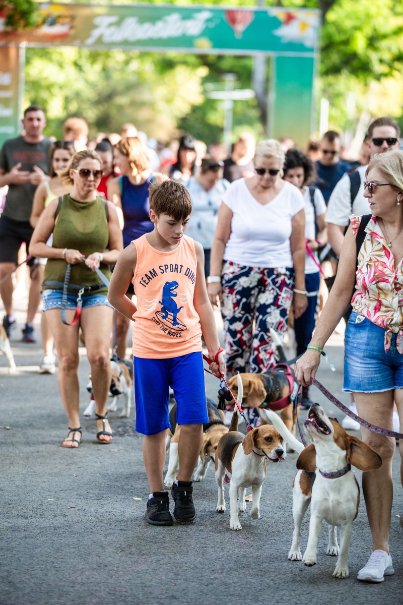 beagle falkaséta a dogz fesztiválon