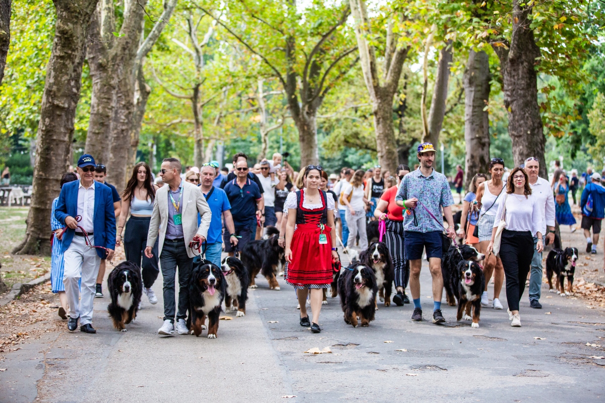 berni pásztorkutya falkaséta a dogz fesztiválon