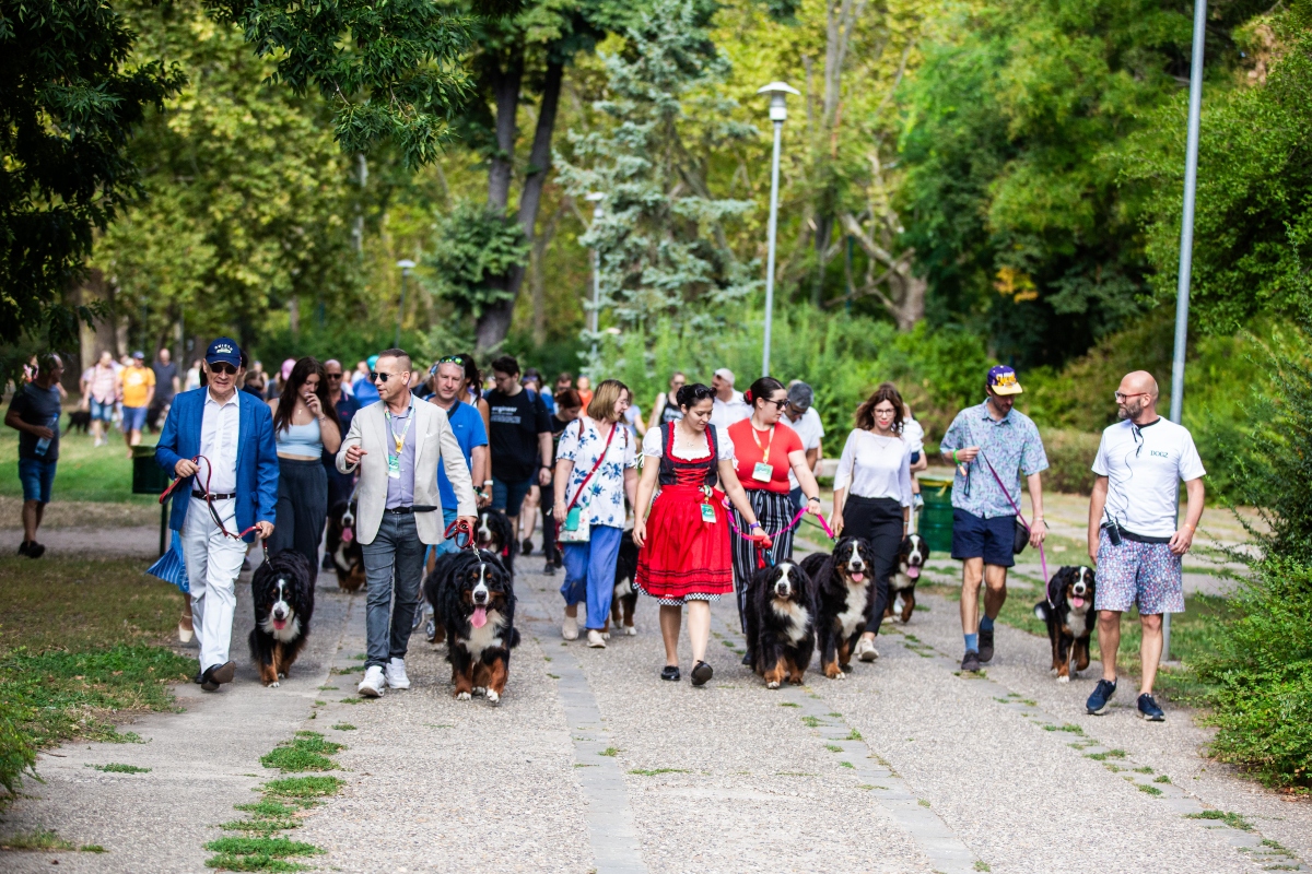 berni pásztorkutya falkaséta a dogz fesztiválon