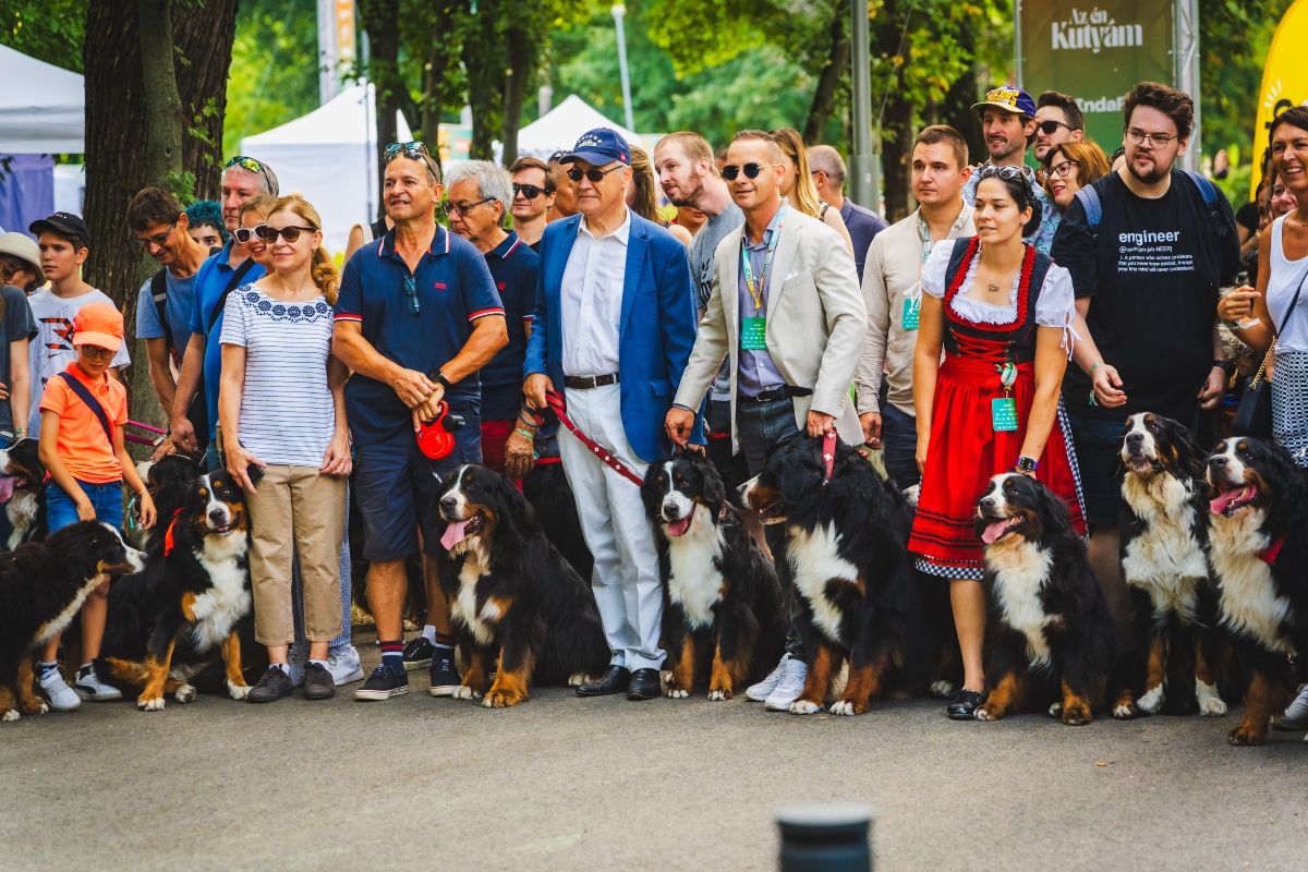 berni pásztorkutya falkaséta a dogz fesztiválon