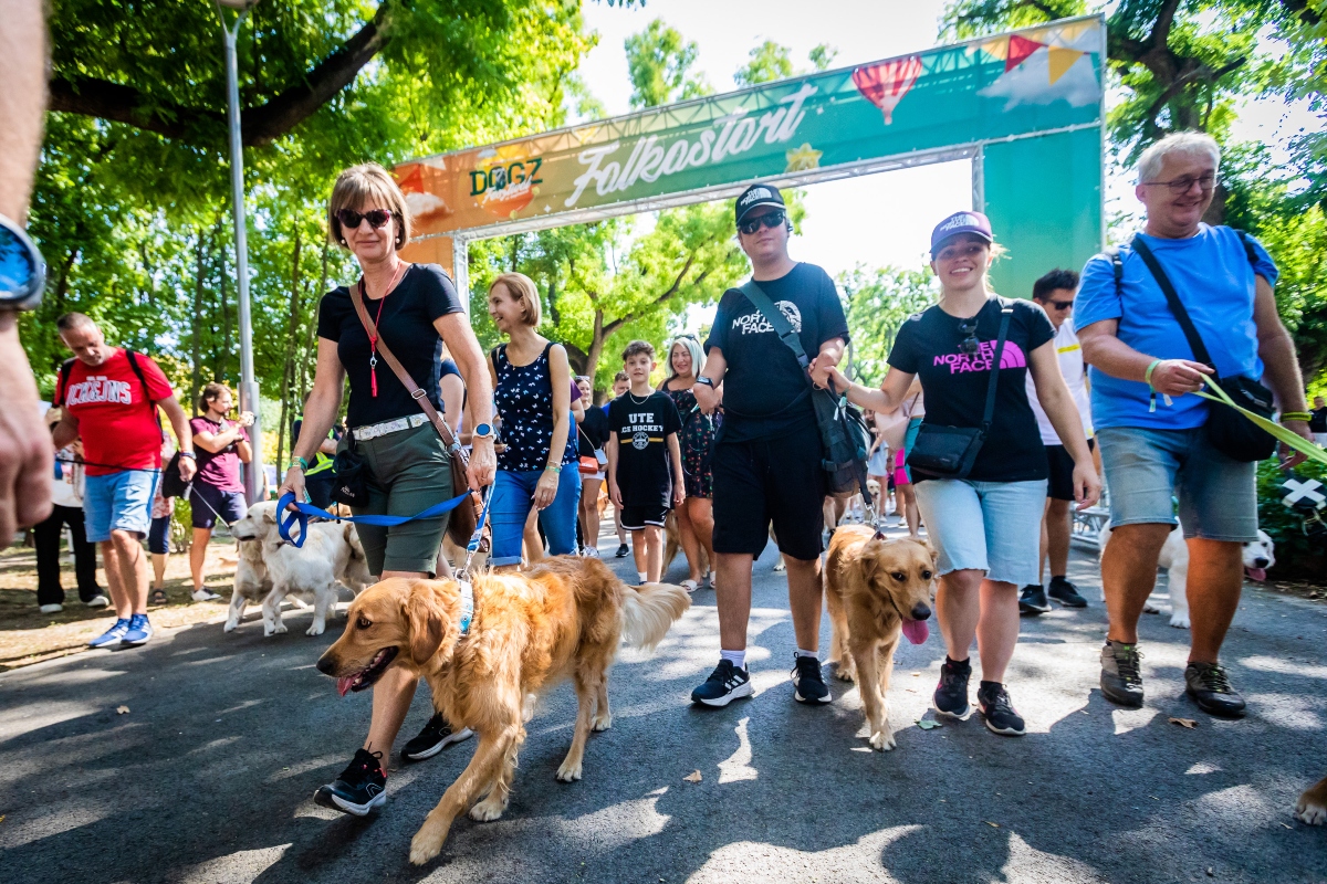 golden retriever falkaséta a dogz fesztiválon