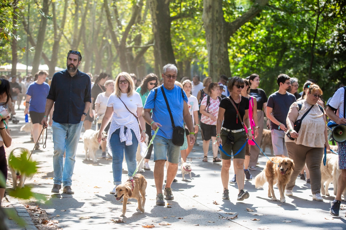 golden retriever falkaséta a dogz fesztiválon