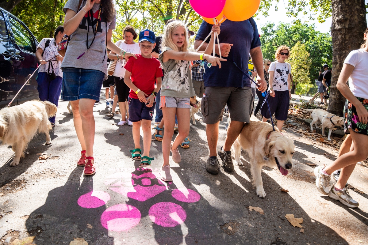 golden retriever falkaséta a dogz fesztiválon