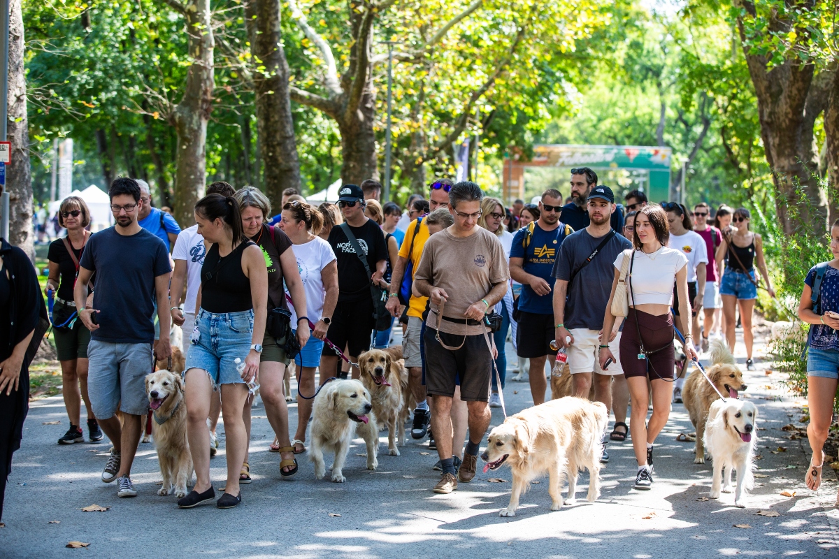 golden retriever falkaséta a dogz fesztiválon