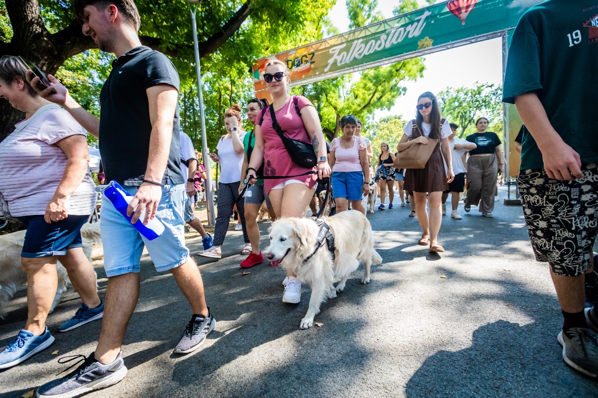 golden retriever falkaséta a dogz fesztiválon