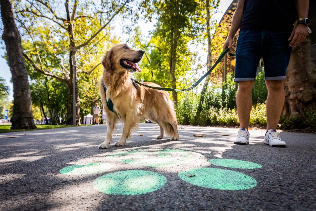 golden retriever falkaséta a dogz fesztiválon