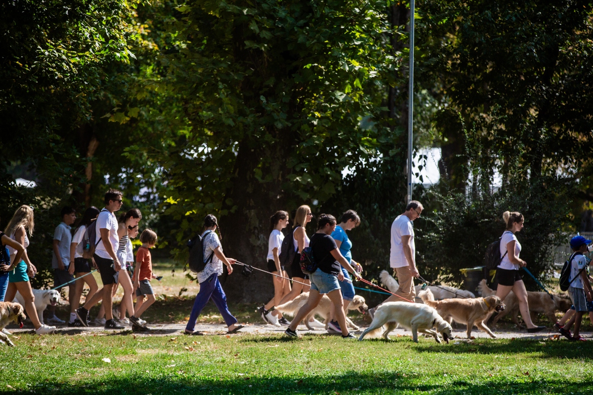 golden retriever falkaséta a dogz fesztiválon